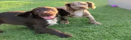 Cocker Spaniel dogs for sale: 🐶 COCKER SPANIEL PUPPIES 🐶  - Advert 21
