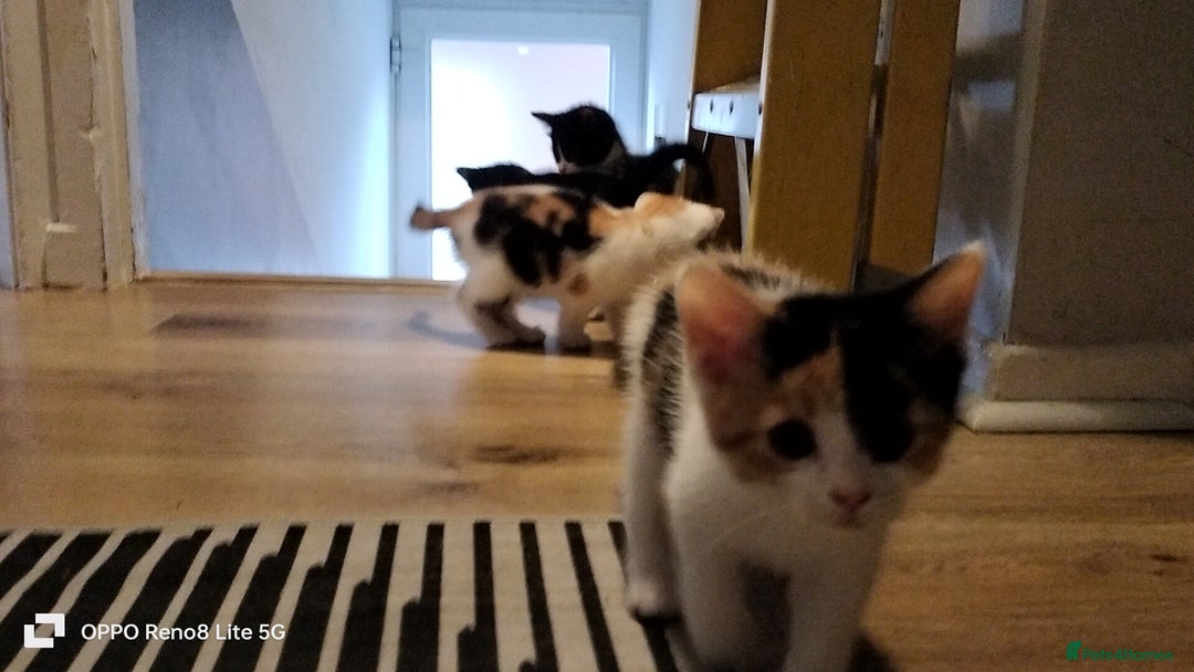 Domestic Shorthair cats for sale: Kittens  - Advert 9