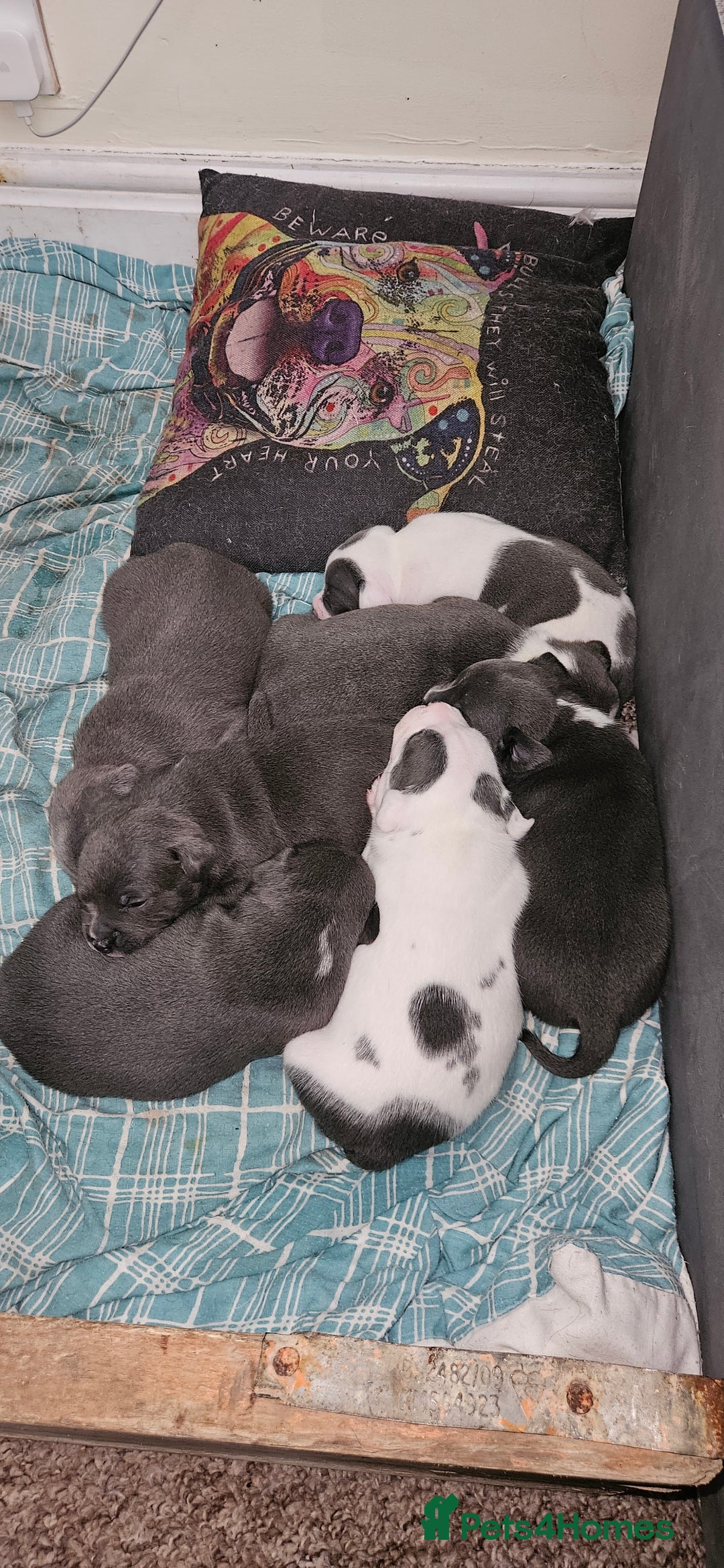 Staffordshire Bull Terrier dogs for sale: Blue&white and white&blue staffie pups - Image 1