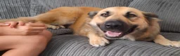 Sheprador dogs for sale: Female puppy German Shepherd × Labrador  - Advert 21