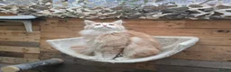 Maine Coon cats for sale: Active Cream Tabby Maine Coon Female - Advert 8