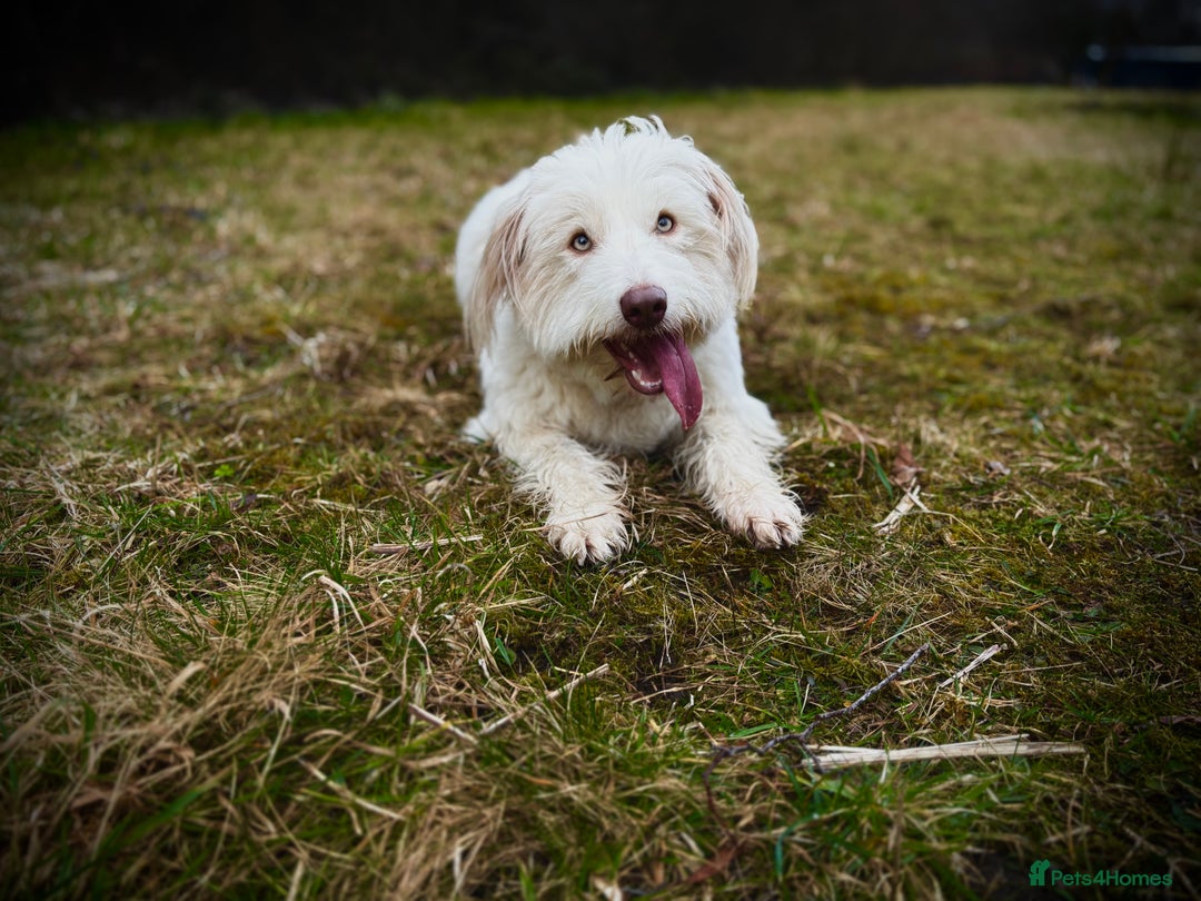 Bearded Collie dogs for sale: Bearded cross x border collie puppies  - Advert 12