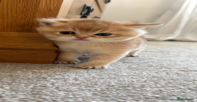 British Shorthair cats Gccf NY12 kittens world champion lines - Advert 6