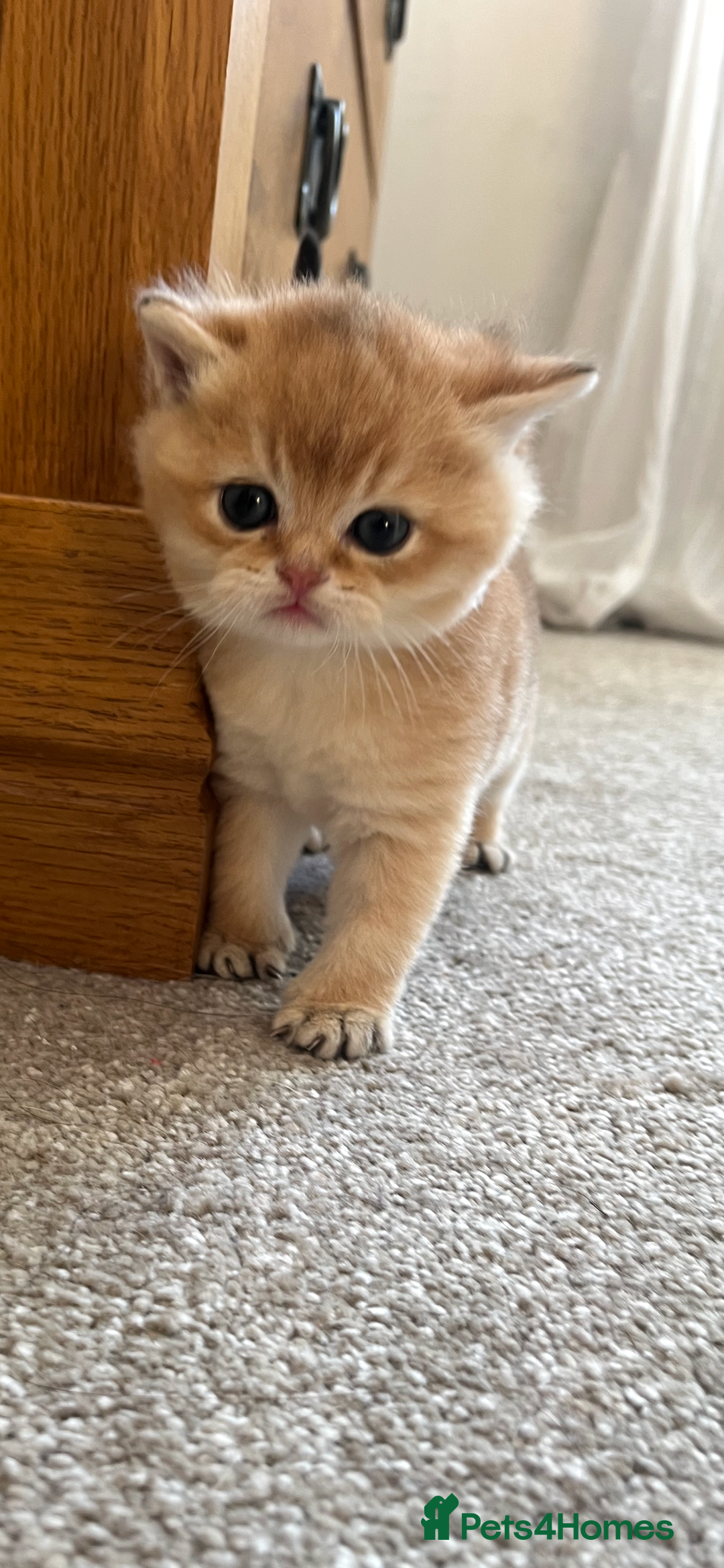 British Shorthair cats for sale: Gccf NY12 kittens world champion lines - Advert 3