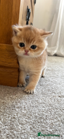 British Shorthair cats Gccf NY12 kittens world champion lines - Advert 6