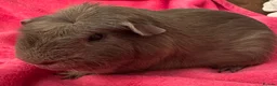 Guinea Pig rodents for sale: Slate guinea pig crested boar /baby sows  - Advert 2