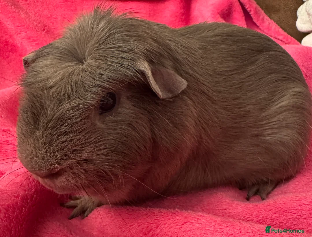 Guinea Pig rodents for sale: Slate guinea pig crested boar /baby sows  - Advert 2