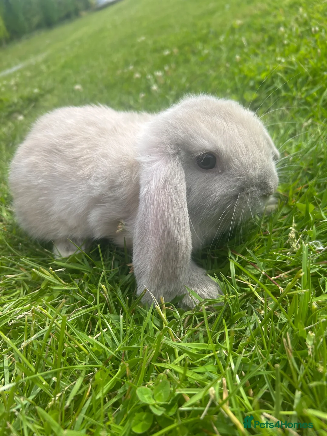 Mini Lop rabbits for sale: 5 beautiful mini lops  - Advert 2