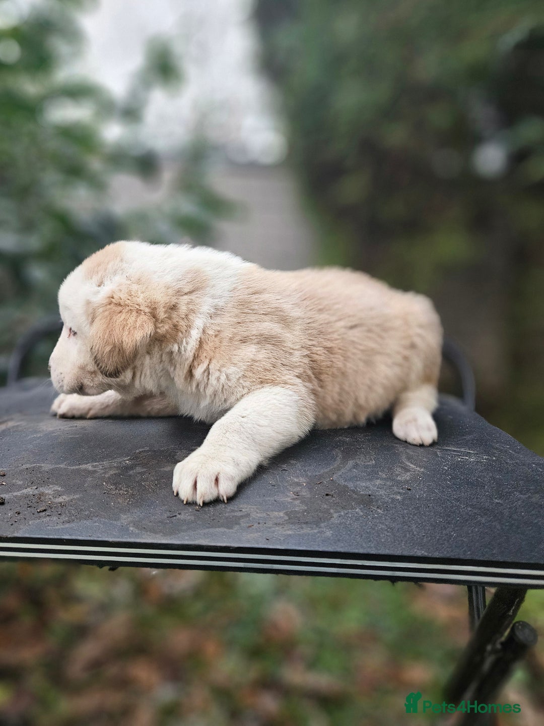 Central Asian Shepherd dogs for sale: Beautiful central Asian shepherd puppies - Advert 23