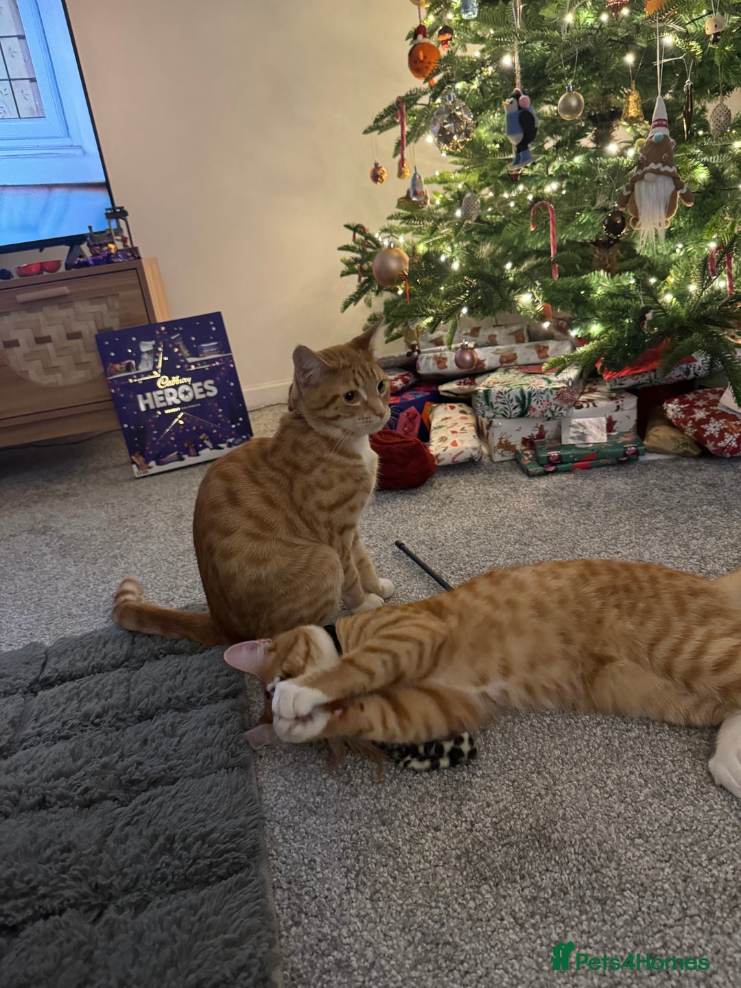 Domestic Shorthair cats for sale: Two boys available  - Advert 5