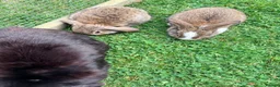 Mini Lion Lop rabbits for sale: Baby mini lop  - Advert 2