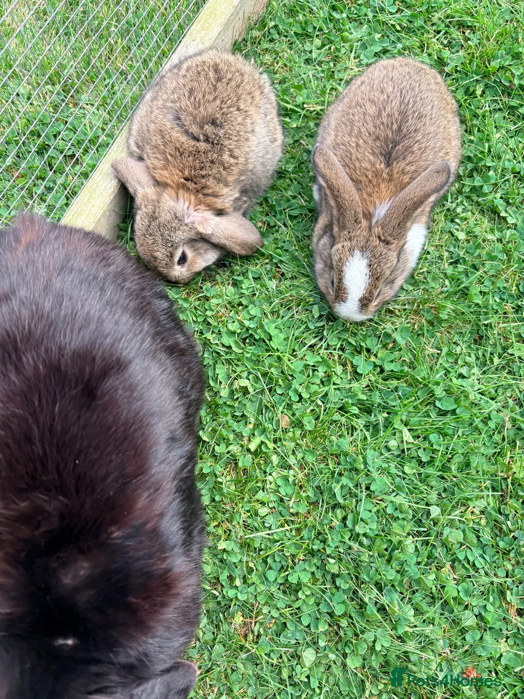Mini Lion Lop rabbits for sale: Baby mini lop  - Advert 2