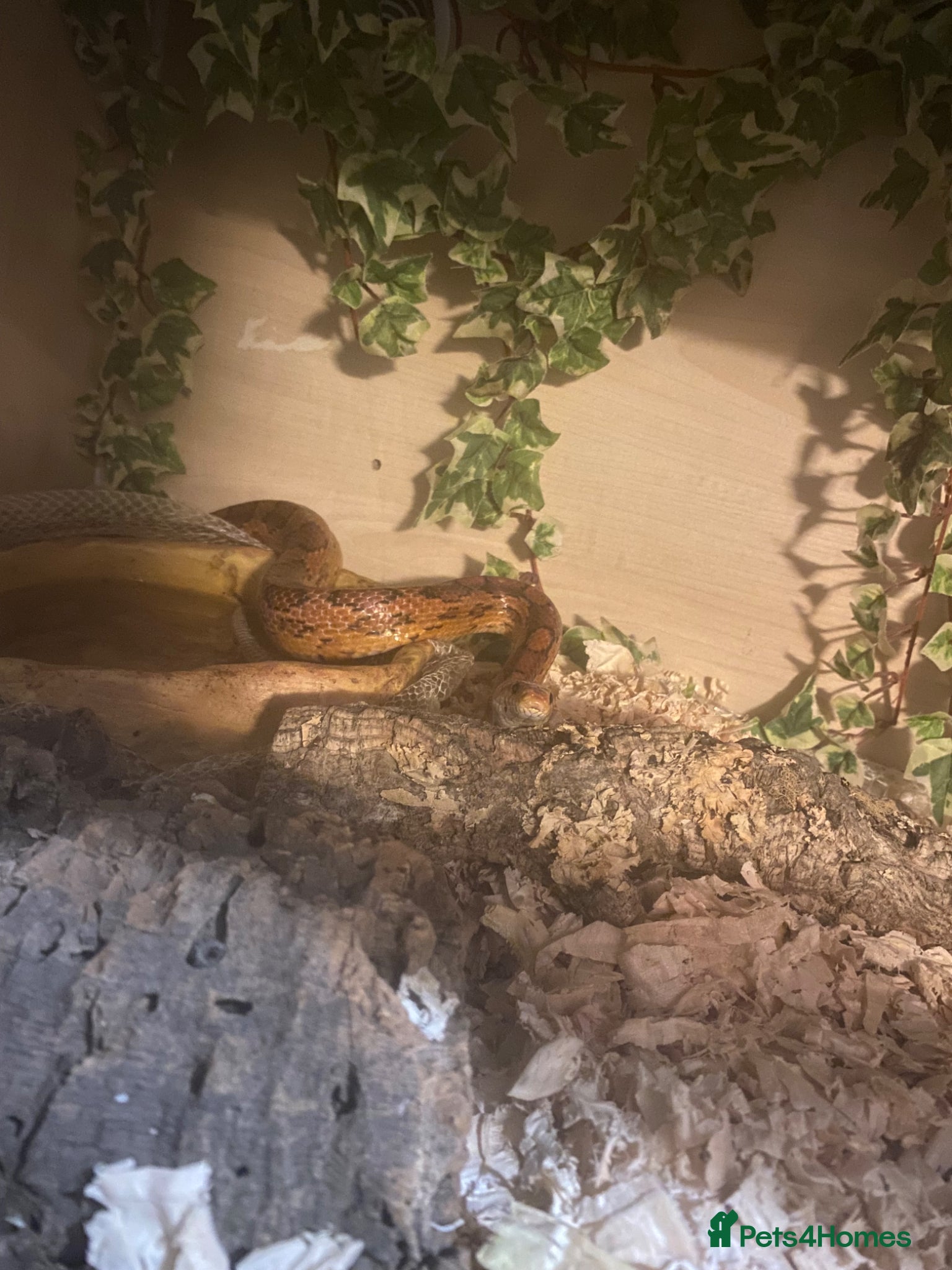 Corn Snake reptiles Corn snake  - Advert 6