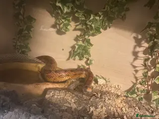 Corn Snake reptiles Corn snake - Advert 6