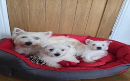 West Highland Terrier dogs for sale: 2 Female West Highlands Puppies - Image 1