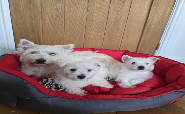 West Highland Terrier dogs - Advert 1