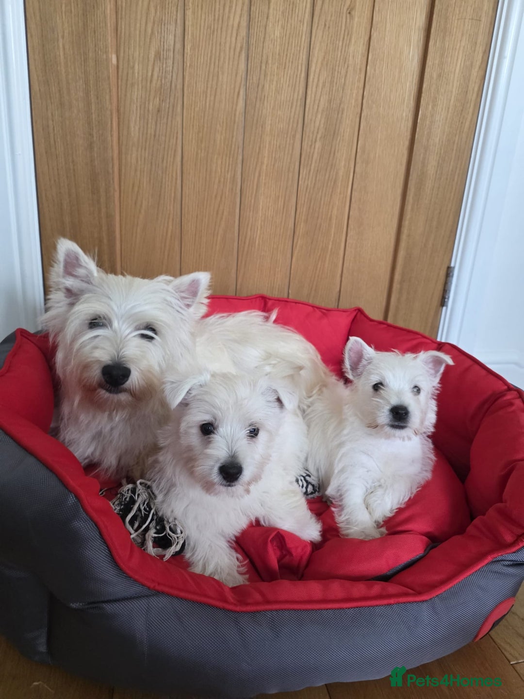 West Highland Terrier dogs for sale: 2 Female West Highlands Puppies - Image 1