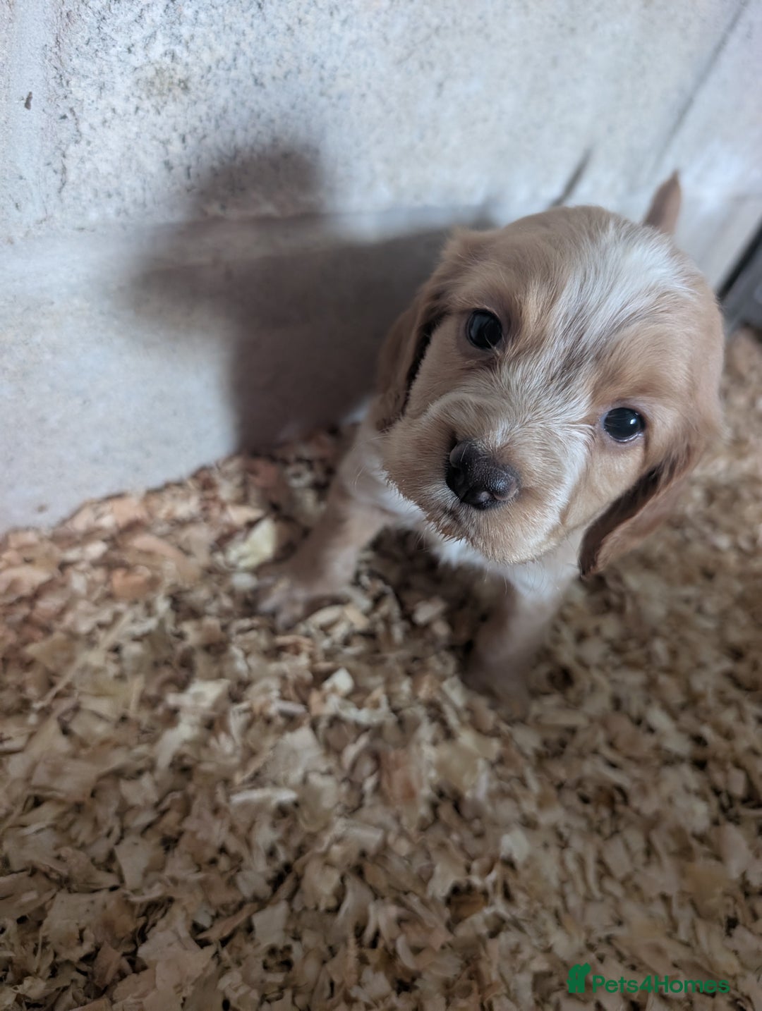 Cocker Spaniel dogs for sale: KC registered working cocker spaniel puppiess.  - Image 5