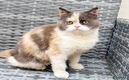 British Shorthair cats for sale: 🤎🧡🤍Stunning Chocolate Calico BSH Girl in Wallington - Image 2