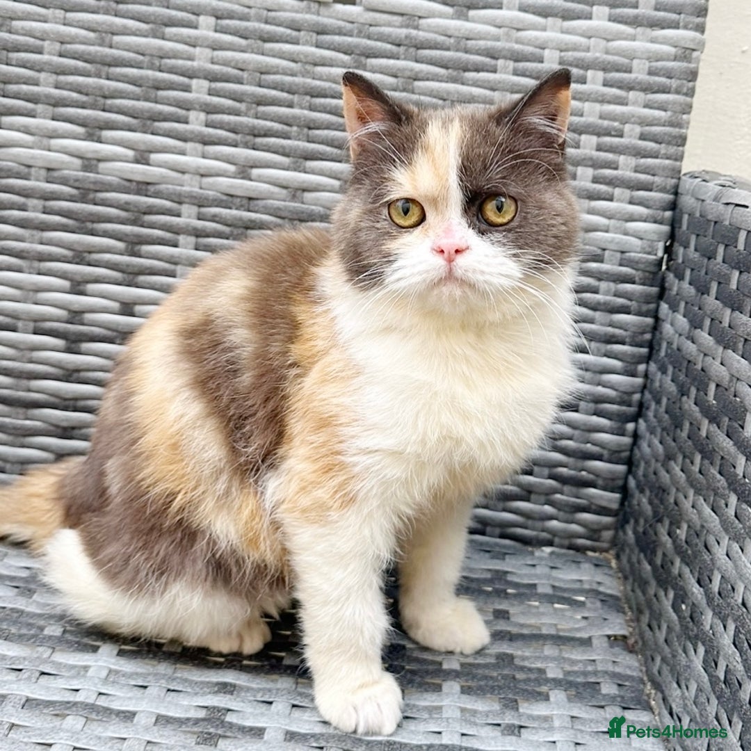British Shorthair cats for sale: 🤎🧡🤍Stunning Chocolate Calico BSH Girl in Wallington - Image 2