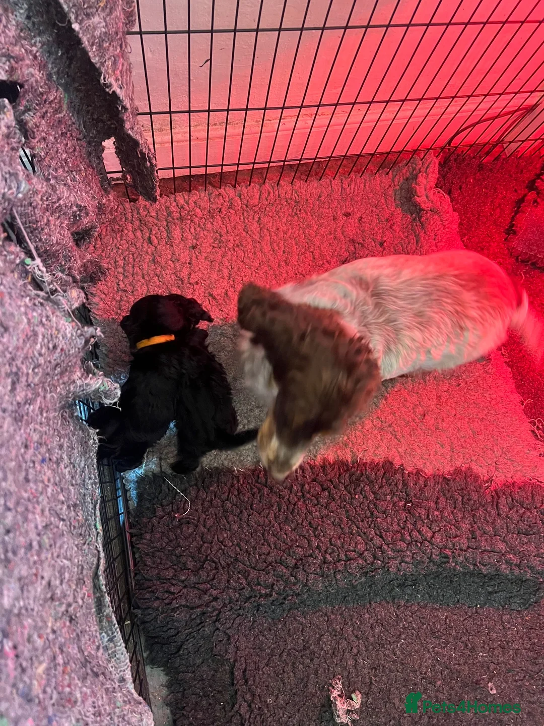 Cockapoo dogs for sale: Cockapoo puppies parents health tested  - Advert 2
