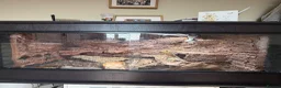 Bearded Dragon reptiles for sale: Bearded dragon and full set up for sale! in Mirfield - Advert 3