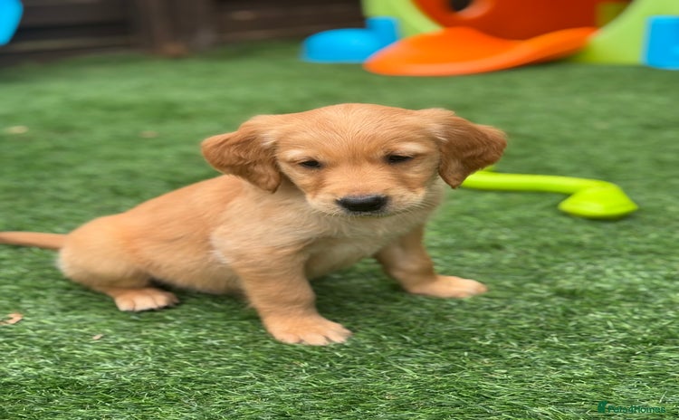 Golden Retriever dogs - Advert 1