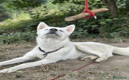 Siberian Husky dogs for sale: Friendly Siberian Husky Male - Image 10