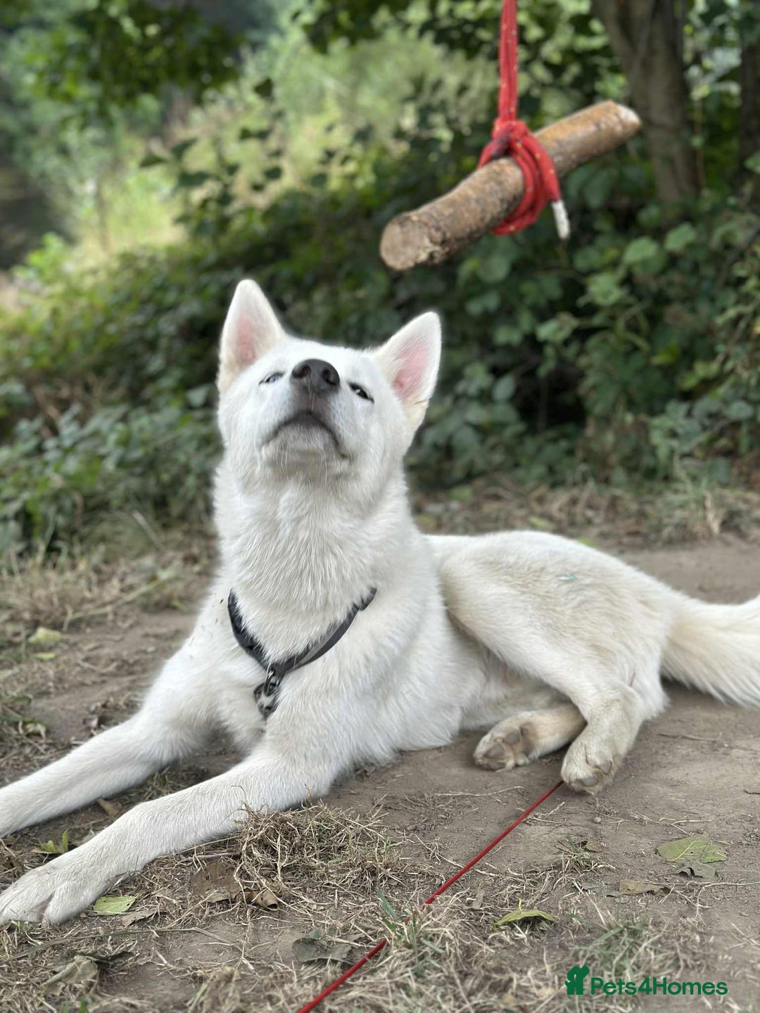 Siberian Husky dogs for sale: Friendly Siberian Husky Male - Image 10