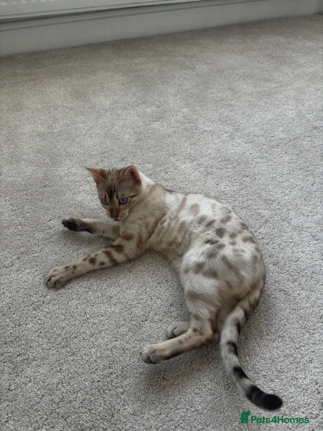 Bengal cats for sale: Stunning Snow Bengal for Sale in Bradford - Advert 9