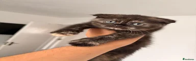 Scottish Fold 3