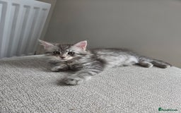 Maine Coon cats for sale: Tica Registered Maine Coon kittens  - Image 29