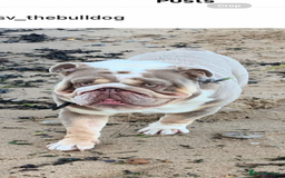 English Bulldog dogs for stud: STUD LOUIS V - BULLDOG  - Image 2