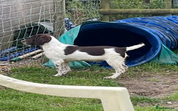 English Springer Spaniel dogs for sale: Trained Springer Puppy - Advert 21