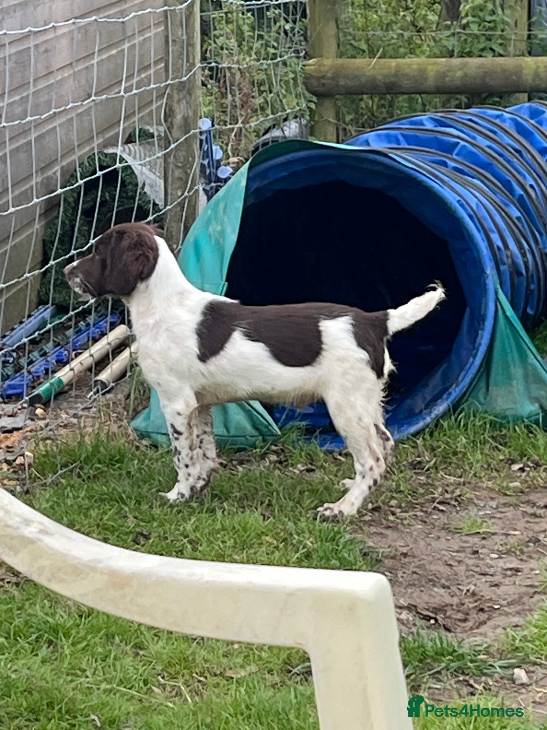 English Springer Spaniel dogs for sale: Trained Springer Puppy - Advert 21