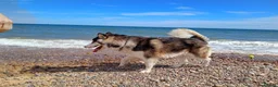 Shepsky dogs for sale: Beautiful shepsky pups in Aberdeen - Advert 3