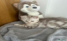 Scottish Fold cats for sale: Beautiful Scottish fold baby’s  in Reading - Image 11