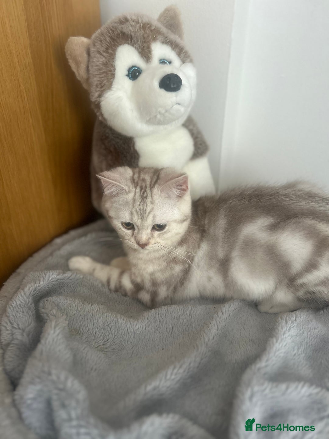 Scottish Fold cats for sale: Beautiful Scottish fold baby’s  in Reading - Image 11