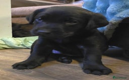 Labrador Retriever dogs for sale: KC Reg Fully Health Tested Black Labrador Puppies - Image 2