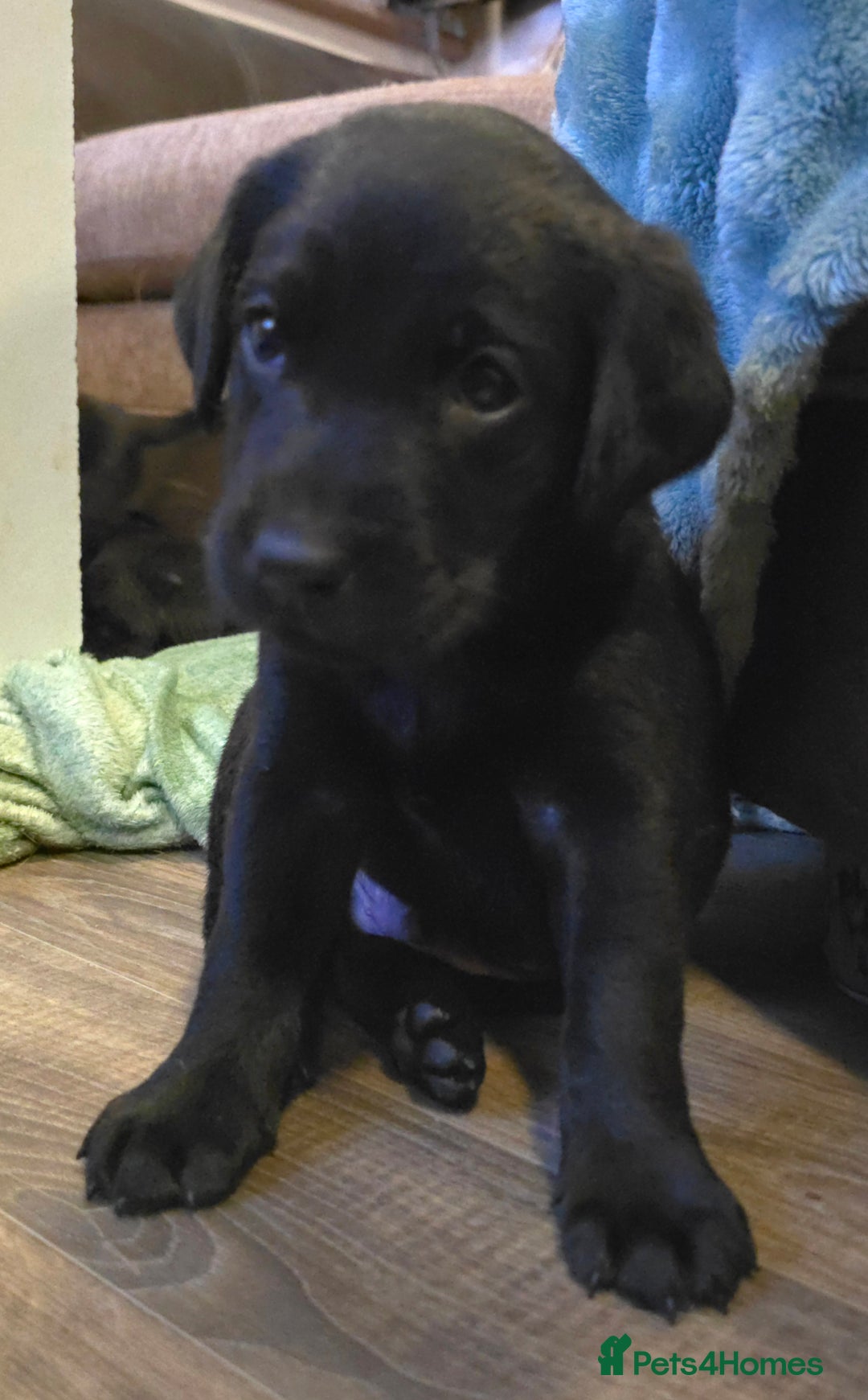 Labrador Retriever dogs for sale: KC Reg Fully Health Tested Black Labrador Puppies - Image 2