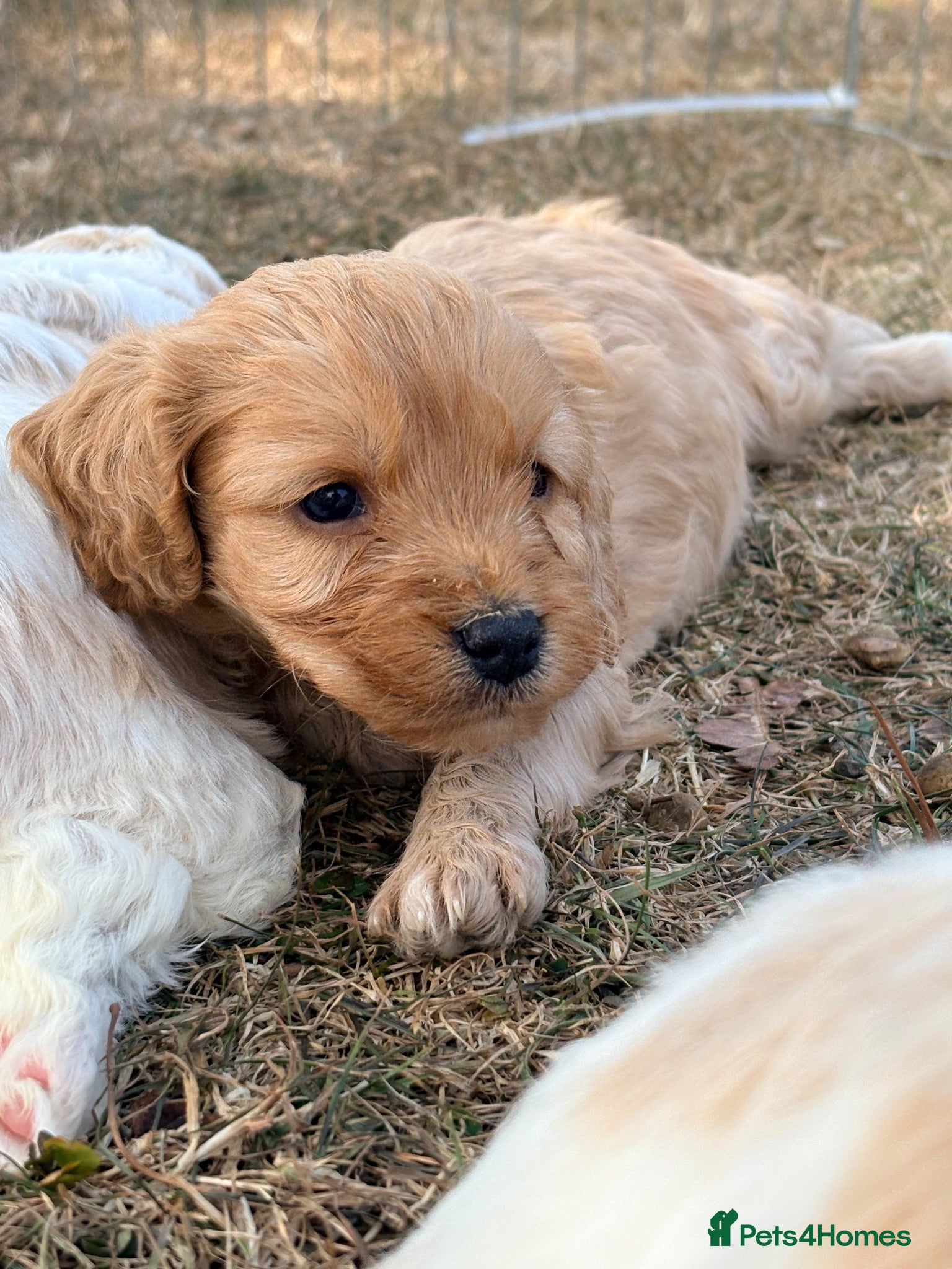 Cavapoo dogs Cavapoo puppies - Advert 16