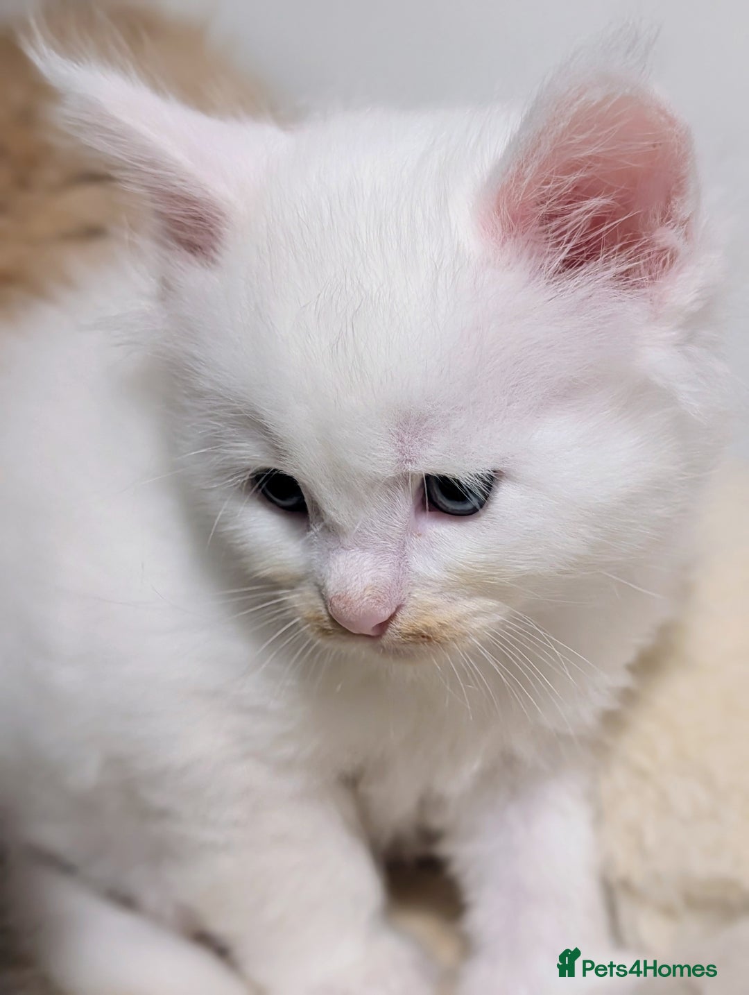 Maine Coon cats for sale: Beautiful Tica Registered Maine Coon Kittens  - Advert 5