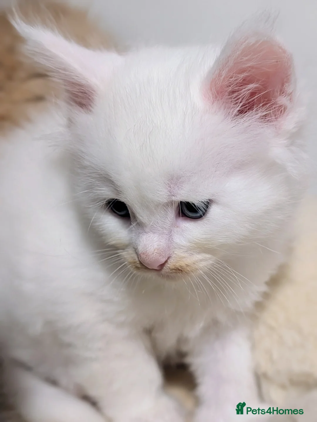 Maine Coon cats for sale: Beautiful Tica Registered Maine Coon Kittens  - Advert 5