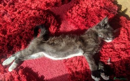Maine Coon cats for sale: Exceptional Maine Coon x BSH Kittens Available Now - Image 12