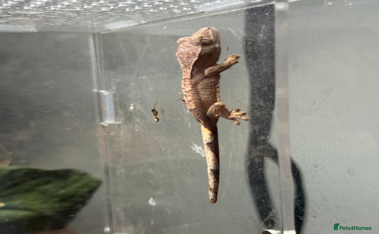 Gecko reptiles - Advert 2