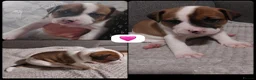 Mixed Breed dogs for sale: Olde tyme bulldog border collie cross puppies  - Advert 7