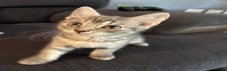 Mixed Breed cats for sale: Kitten - Advert 6