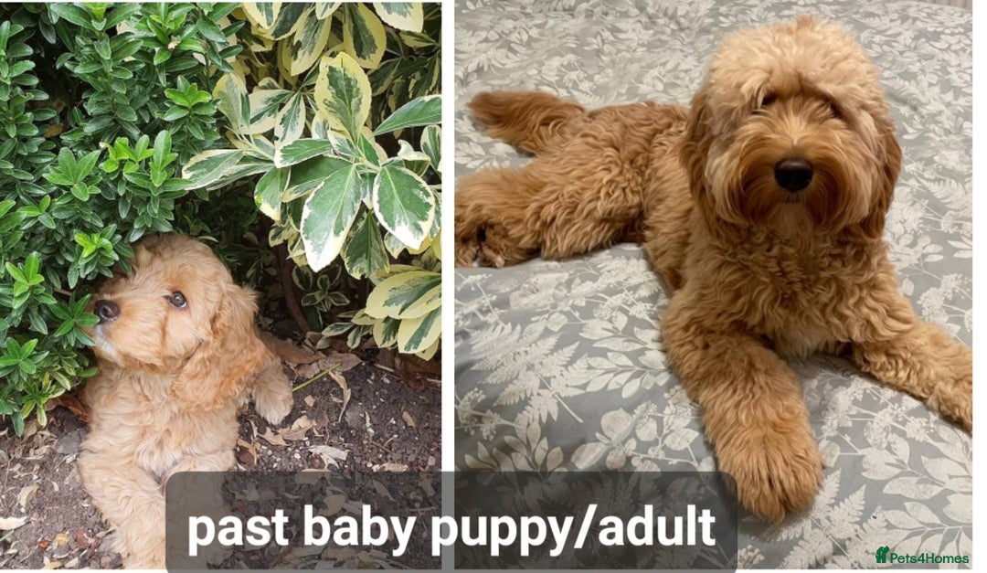 Cockapoo dogs for sale: F1 Cockapoo Puppies. Thick Coats. DNA tested - Image 30