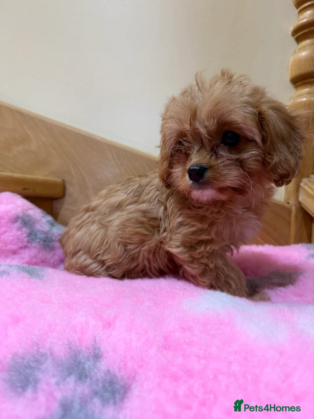 Cavapoochon dogs for sale: Cavapoochon - Advert 17