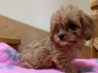 Cavapoochon dogs Cavapoochon - Advert 5